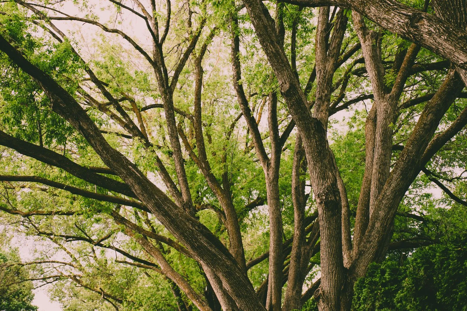How Tree Cabling Supports Weak Branch Unions