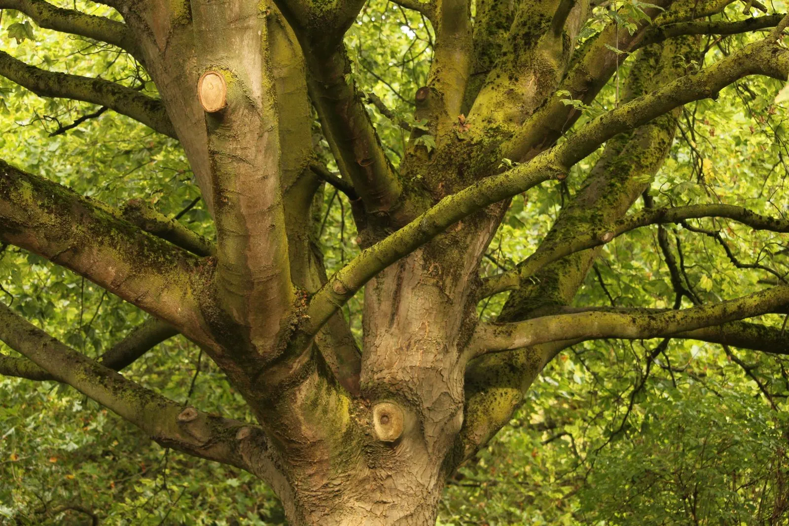 What to Expect During a Tree Cabling Assessment